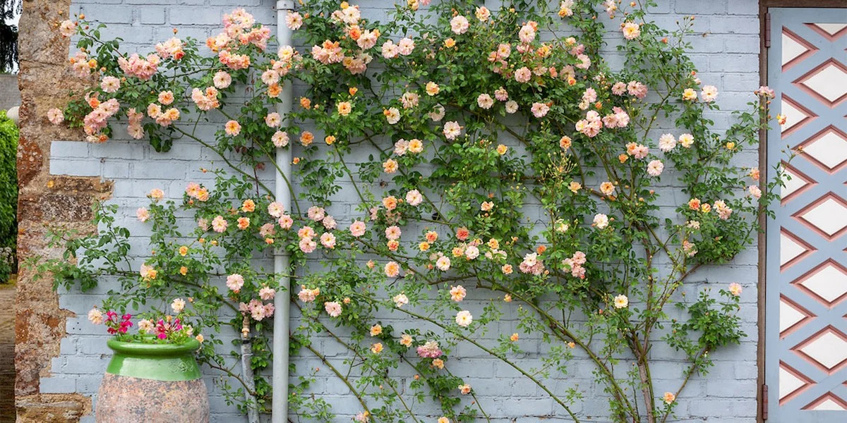 degeuralsschild-extra-1.webp De geur als schild: De snelgroeiende plant die ongedierte weghoudt en je schutting élk seizoen verfrist - image 1