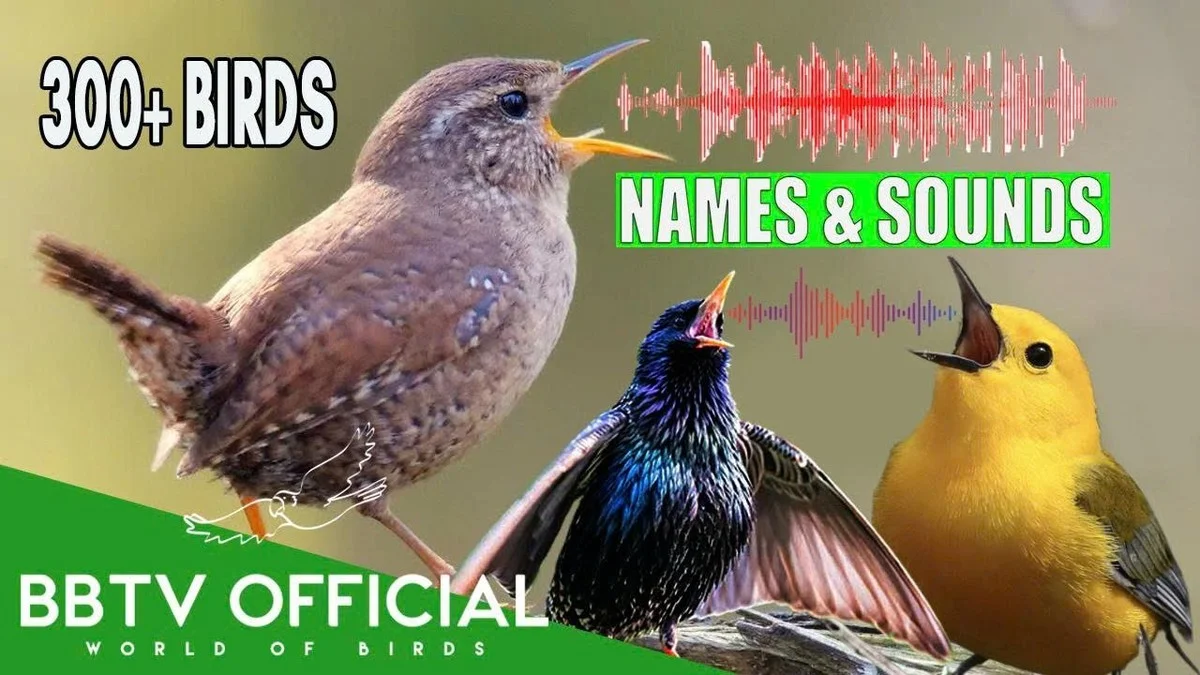 De reden waarom ornithologen 5 hectare land kochten voor die vogel die klinkt als een geit - image 2