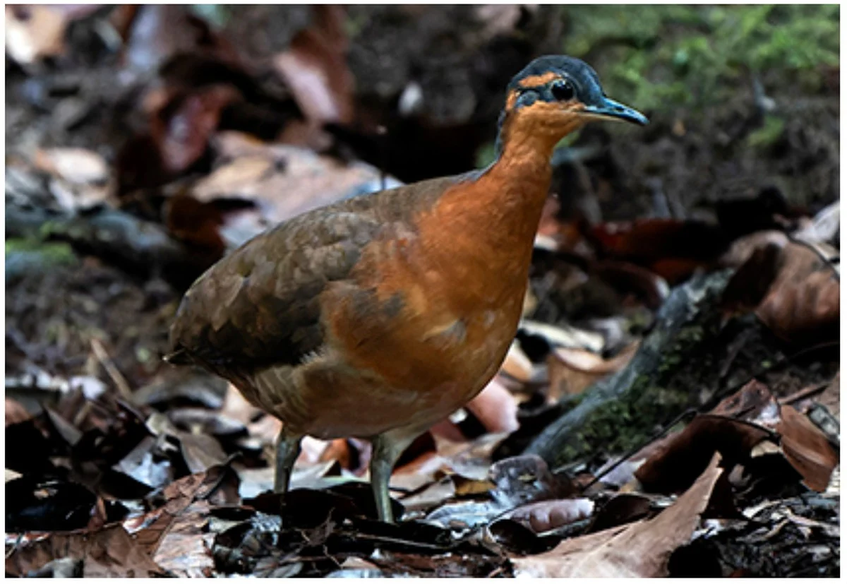 Het onbekende bosgeluid dat leidde tot de ontdekking van een nieuwe vogelsoort - image 1