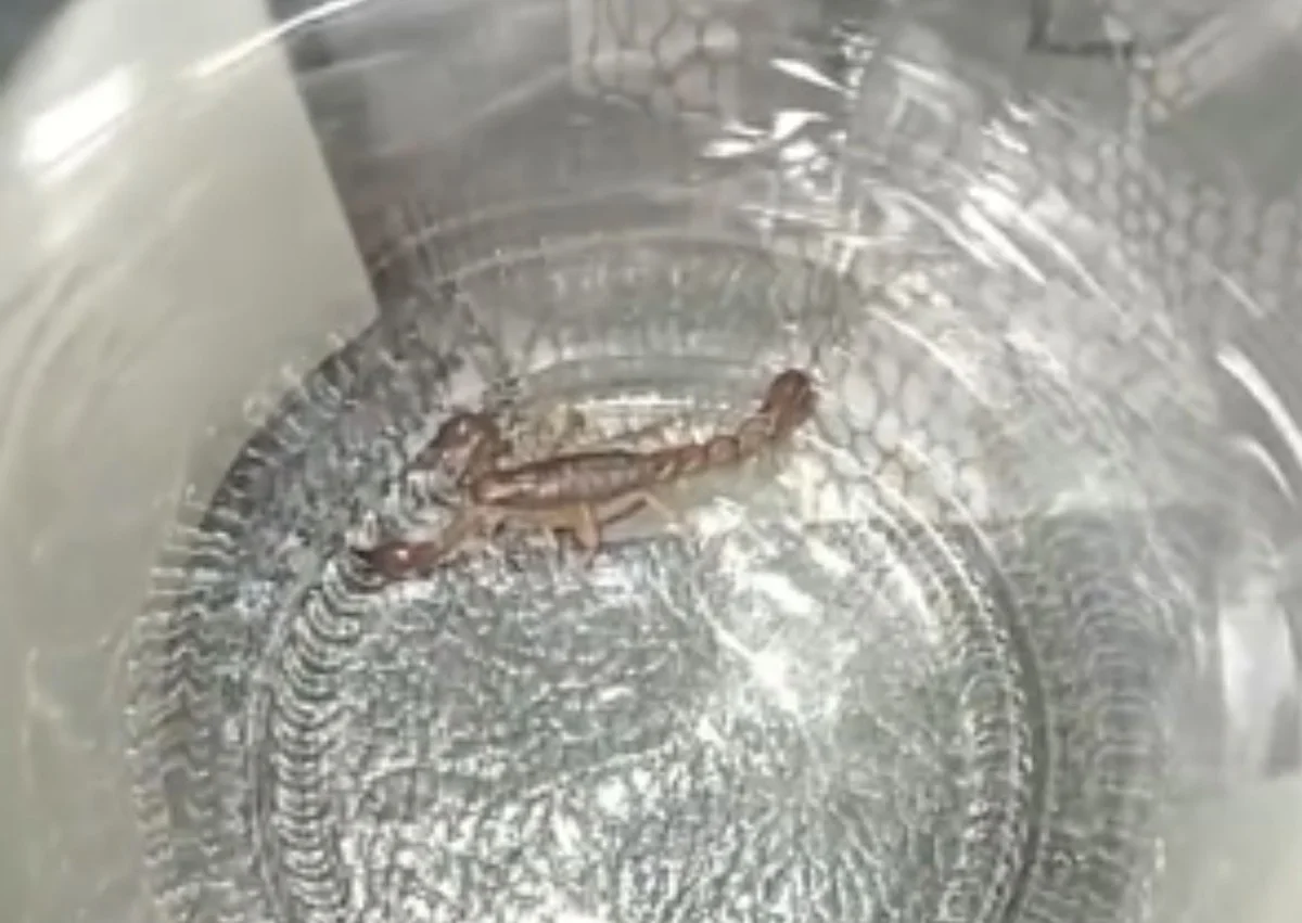 Waarom ervaren huiseigenaren die ene pot onder de gootsteen zetten tegen schorpioenen