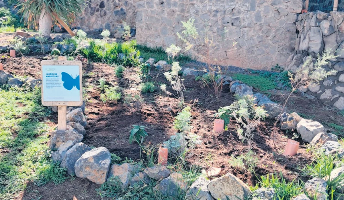 Waarom de ‘saaie’ waterzuiveringsinstallatie een geheim vlinderparadijs is geworden
