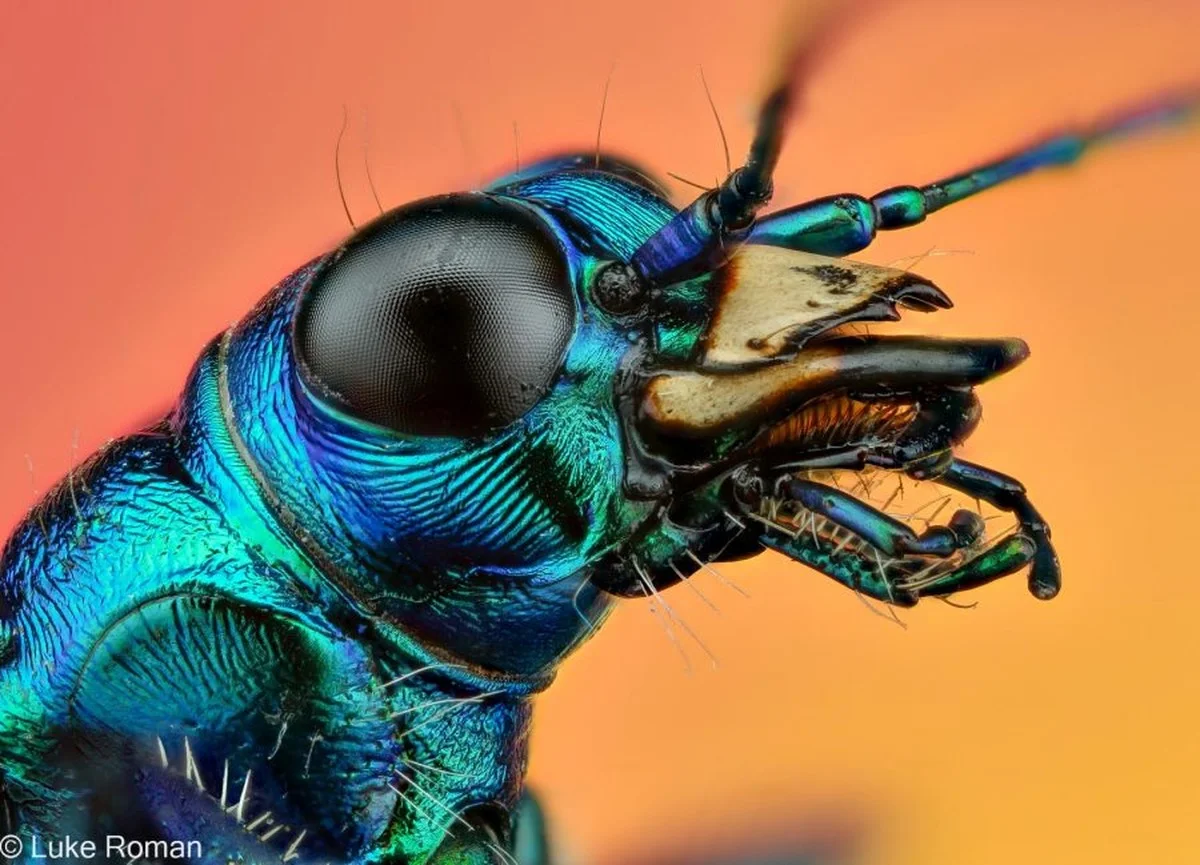 waaromexpertsde-extra-1.webp Waarom experts deze 14.000 insectenfoto