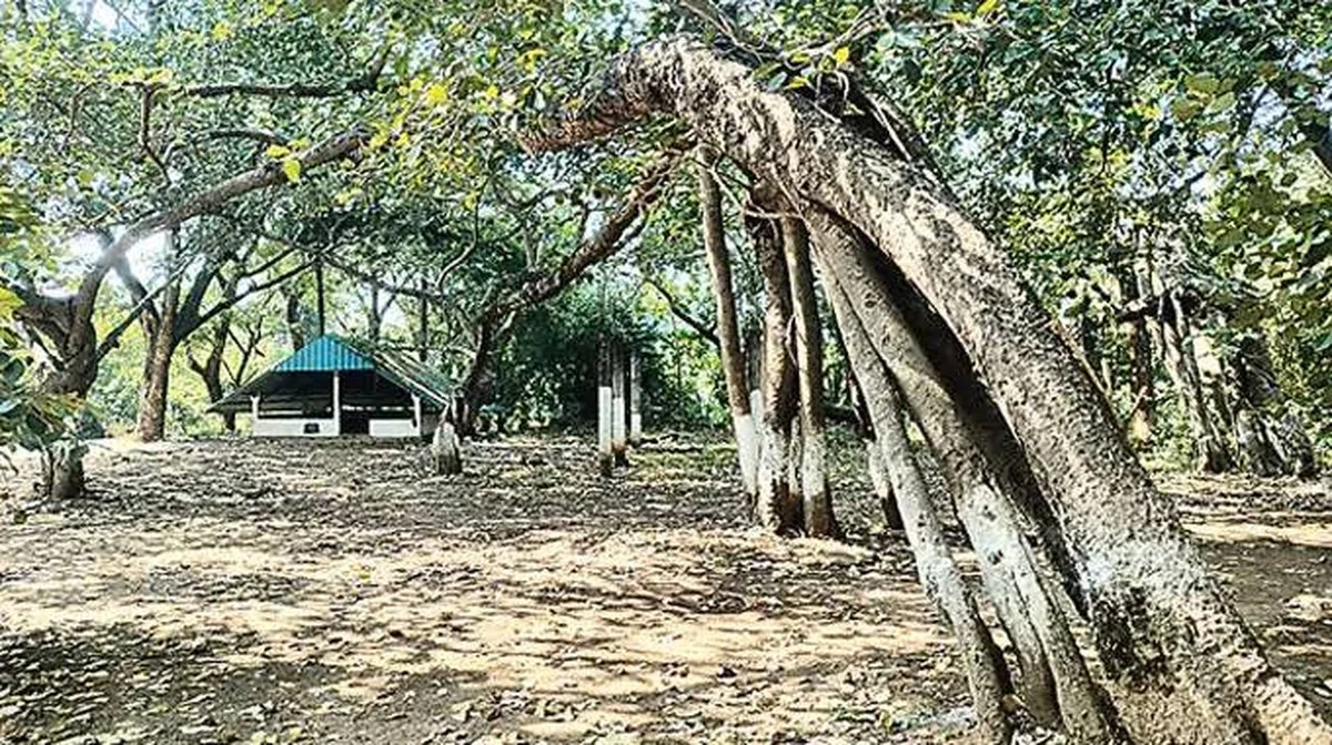 Banyanbomen die hun eigen woud creëren: het geheim van de wortelkolossen
