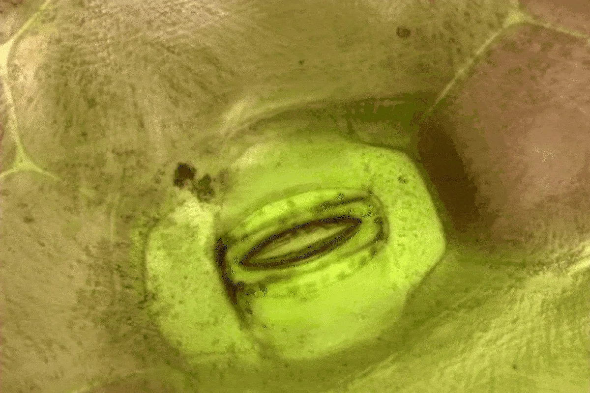 Wetenschappers kijken nu live mee hoe planten ademen, en dat verandert droogtebestendigheid - image 1