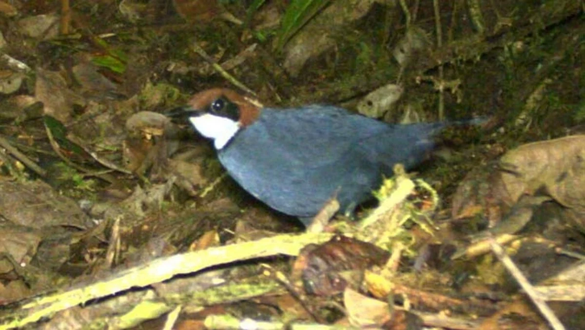 Vermeende vogelsoort in Nieuw-Guinea bleek na 7 jaar cameraval-onderzoek een compleet nieuwe soort