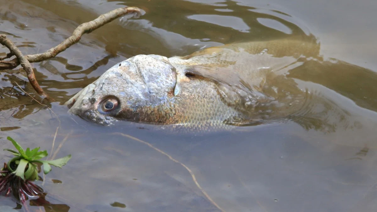 Waarom de beschutte Balaton-havens plotseling dodelijke 'zuurstofvallen' voor vissen zijn geworden