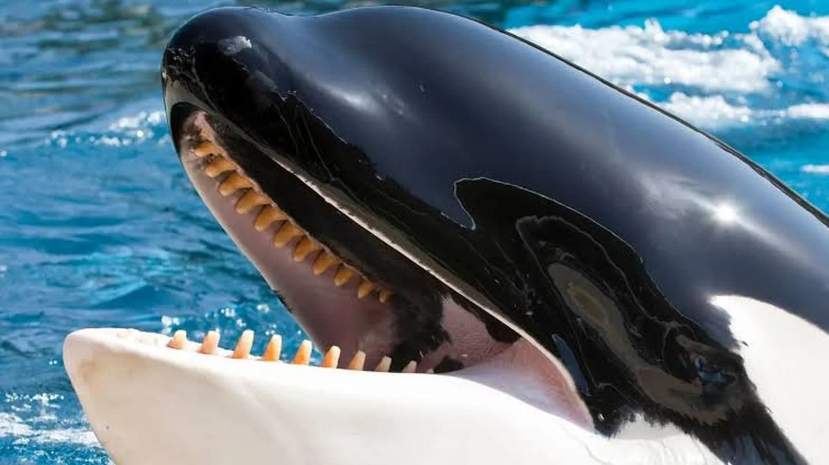 Waarom wetenschappers nu eindelijk de geheime taal van de 37 Iberische orka's kraken