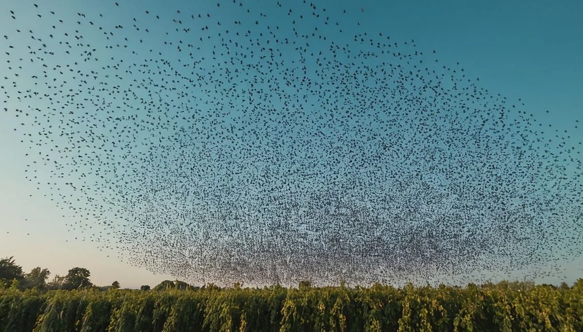 Een onverwacht signaal uit de lucht: waarom de trekvogels plotseling hun vaste routes wijzigen