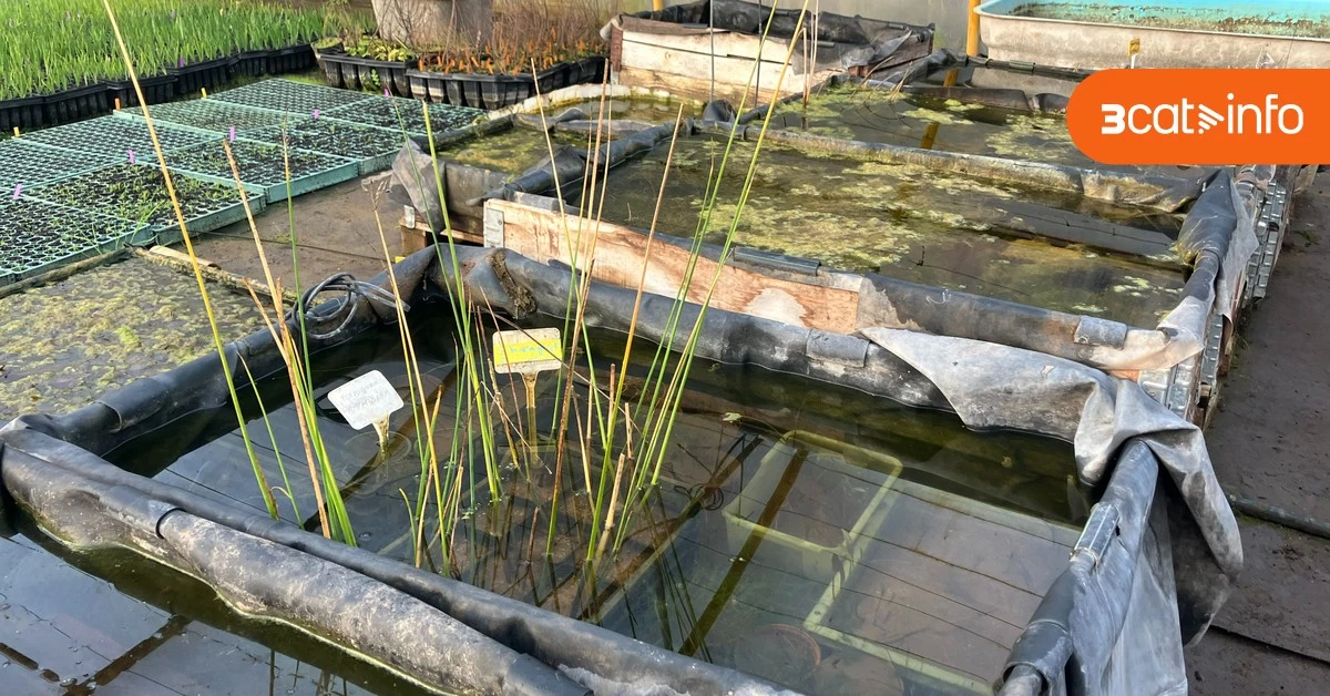 Nederland loopt achter: waarom 725 bedreigde soorten wachten op een plan