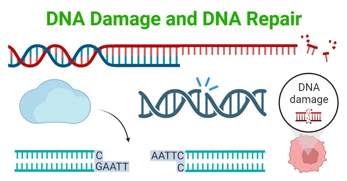 Waarom Groenlandse walvissen 268 worden: het geheim zit in een eiwit dat DNA herstelt - image 2