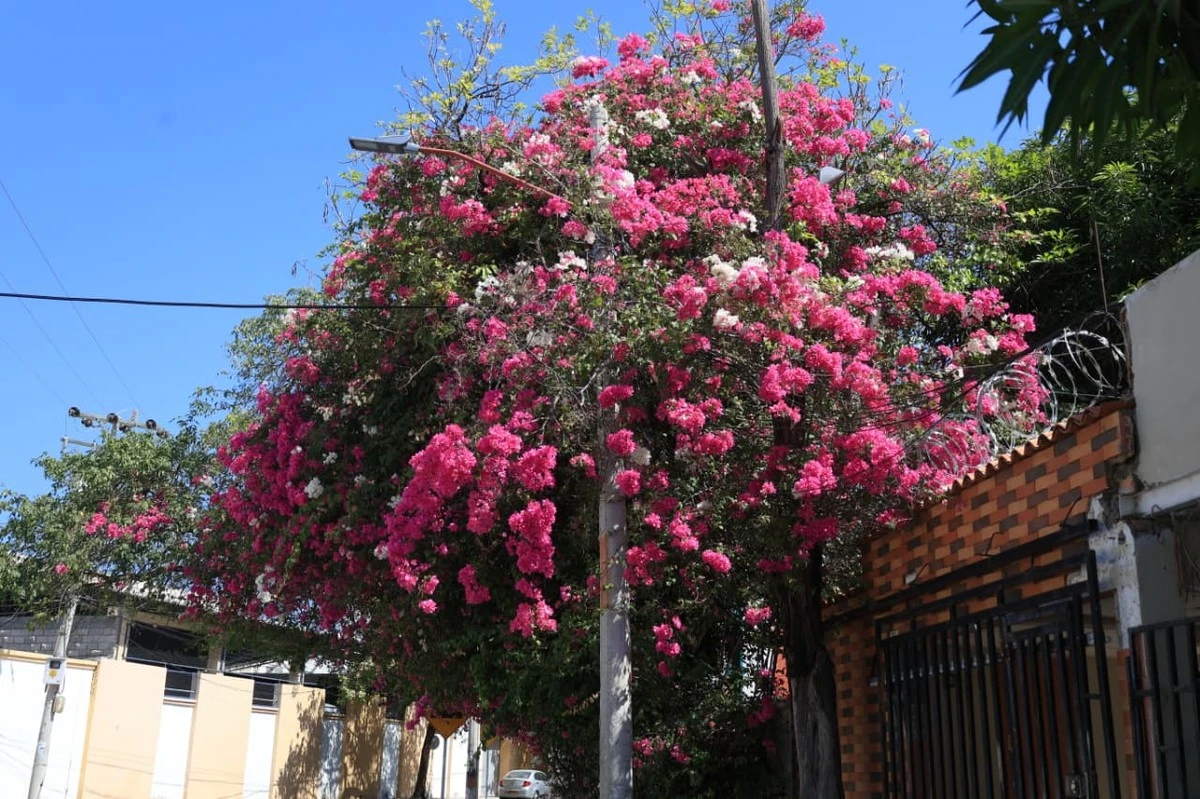 Waarom de Santa Marta-zon de bougainvillea laat exploderen van kleur