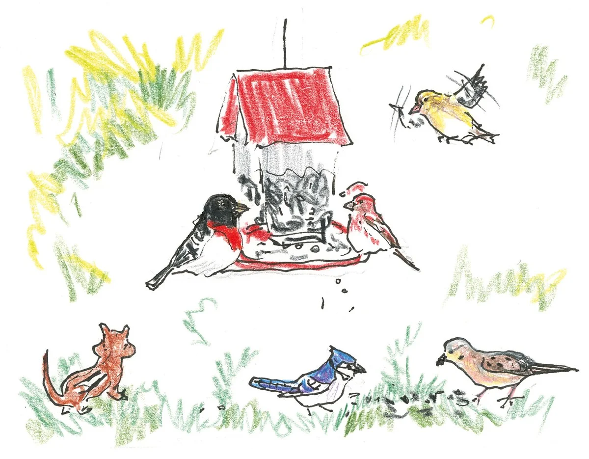 De onverwachte reden waarom die ene vogel plotseling wegbleef bij je voedersilo - image 1