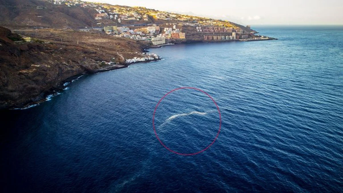 Wetenschappers vinden giftige oeralg voor het eerst op Spaanse kust; dit is de onverwachte shift - image 1