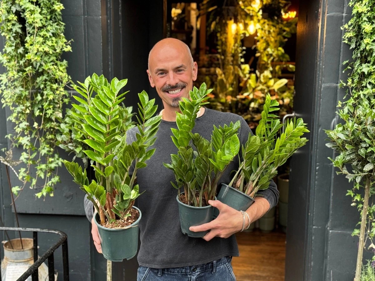 De verrassende truc om je zamioculcas ná de winter wakker te schudden - image 2