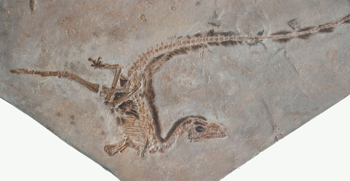 De verborgen Europese Triceratops: wat dit betekent voor onze dinosaurusgeschiedenis - image 1