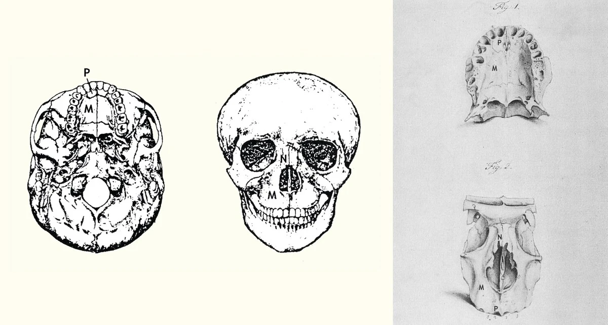 De 40 miljoen jaar oude mier die Goethe miste in zijn barnsteen: de verborgen scan-sensatie - image 2