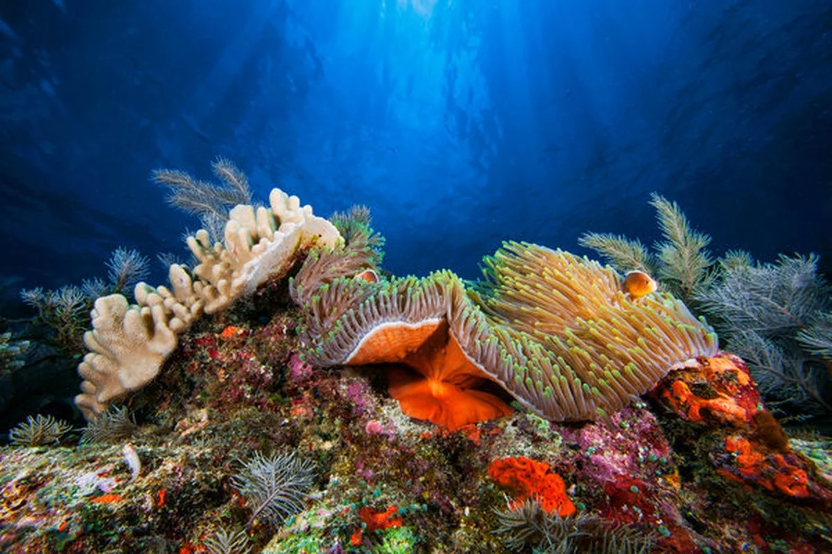 Waarom de Caraïbische koraalriffen in 44 jaar bijna de helft van hun leven verloren - image 2