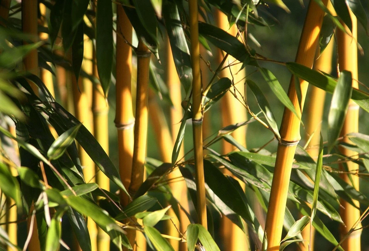 Het snelst groeiende 'hout' dat 58% meer zuurstof levert dan tropische bomen