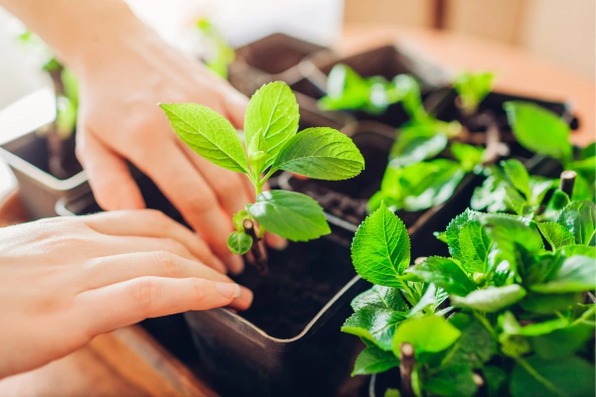 Het snelst groeiende 