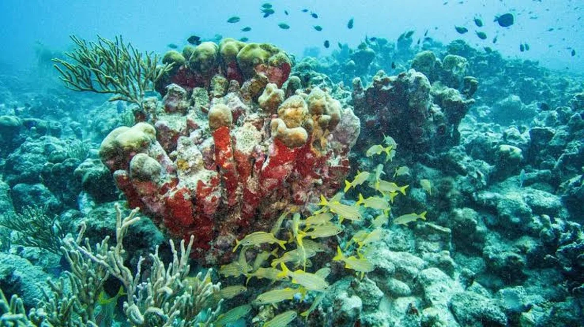 Waarom de Caraïbische koraalriffen in 44 jaar bijna de helft van hun leven verloren