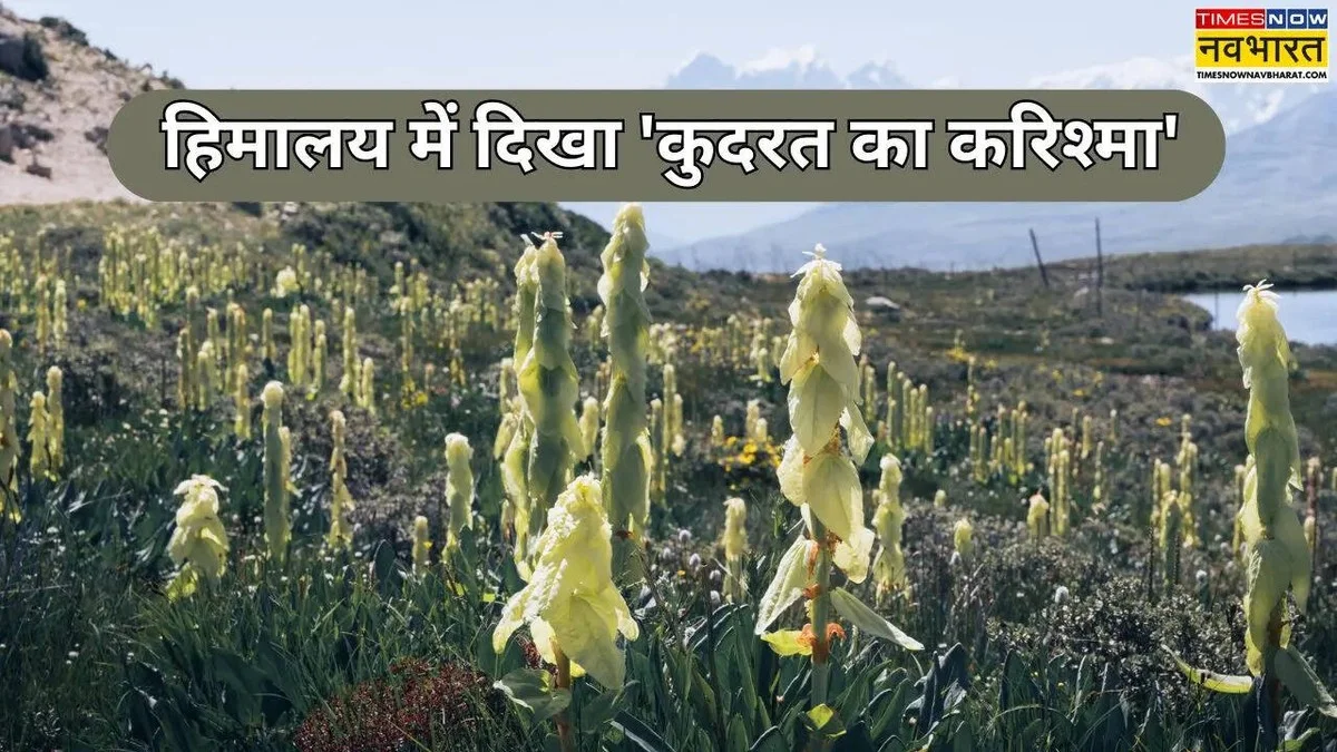 De 'Glazen Huis Plant': Waarom deze zeldzame Himalayakruid 30 jaar wacht op één moment