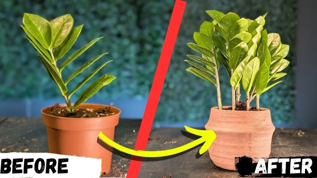 Waarom Japanse tuiniers een handvol rijstwater gebruiken om hun ZZ-planten de mooiste te maken - image 2