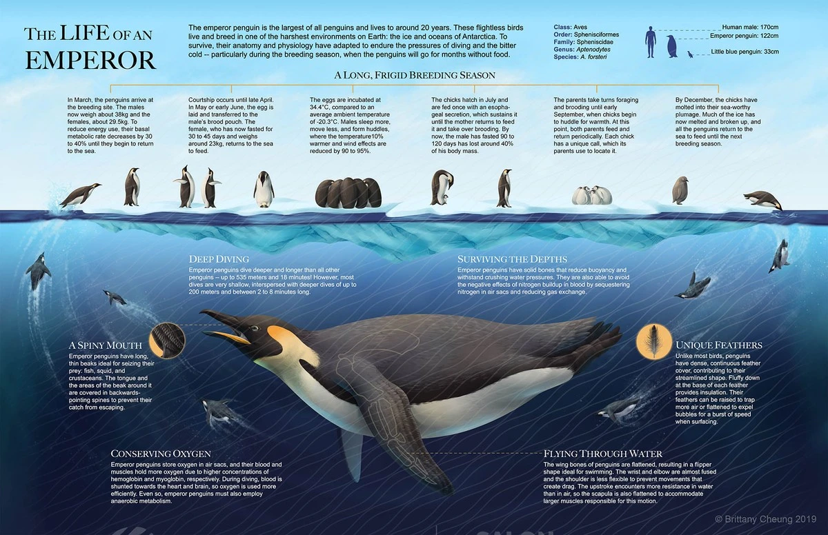 Deze pinguïn eet geen krill meer — en dat verraadt de snelheid van klimaatverandering - image 2