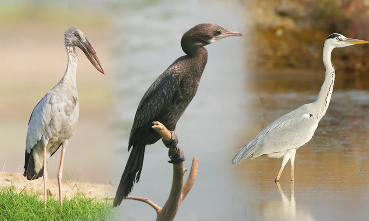 Waarom de Tirunelveli-vogelstand dit jaar een rode vlag is voor experts.