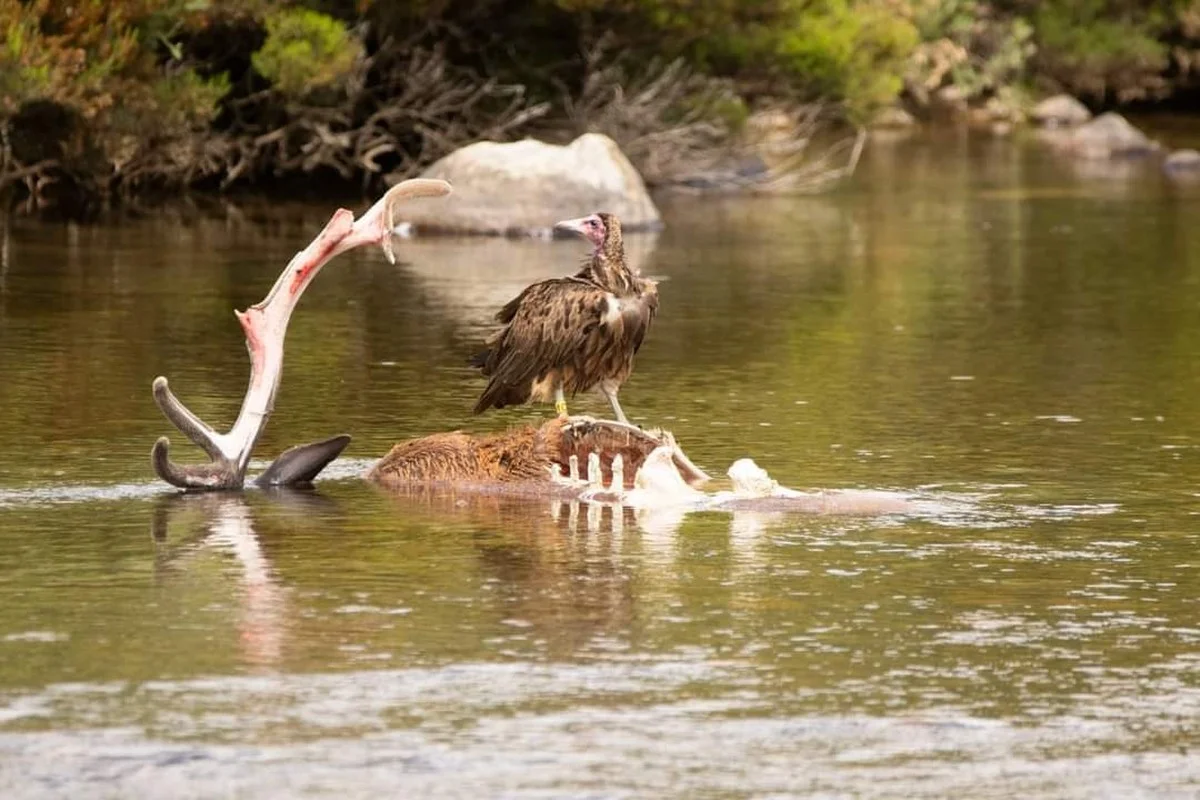 Waarom vogelspotters hun beste kijker altijd bij die ene rots in Monfragüe parkeren - image 2