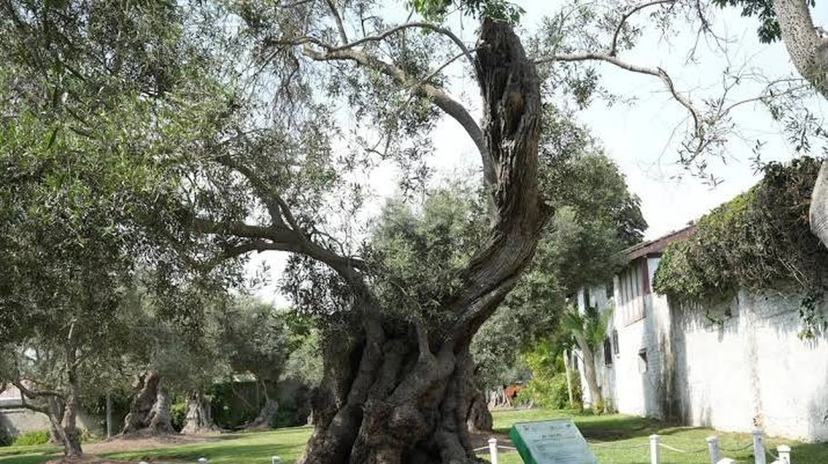 De verborgen 26 erfgoedbomen van Lima: en in welke wijken je de oudste exemplaren vindt