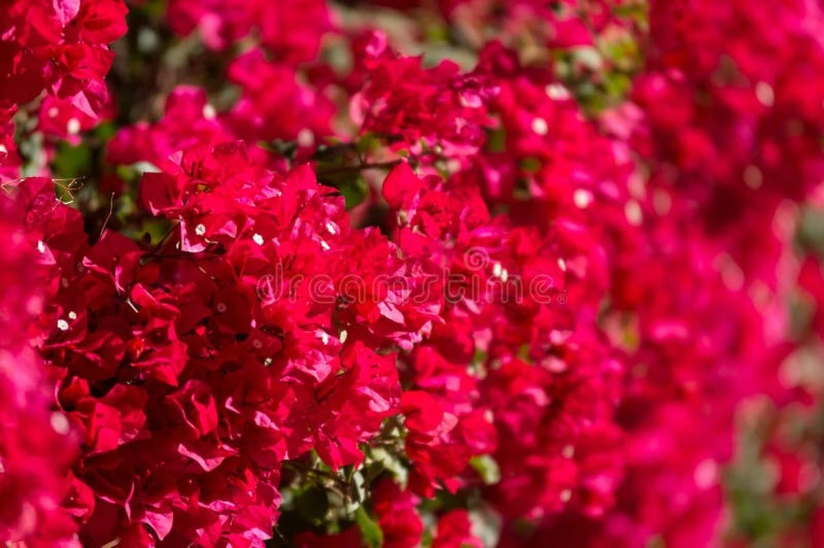 Waarom de Santa Marta-zon de bougainvillea laat exploderen van kleur - image 1