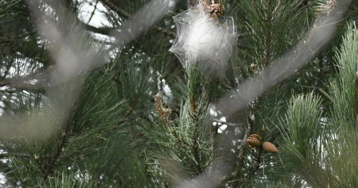 Deze verraderlijke rupsen zijn nu al terug in Nederland: zo meld je ze direct