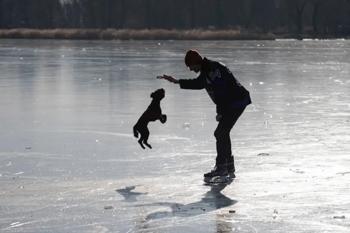 Zeldzame ijsringen gevangen op een zijarm van de Donau: dit is hoe ze ontstaan - image 1