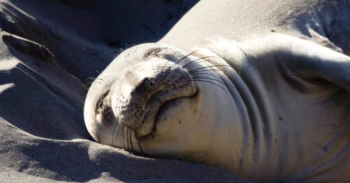 Waarom sommige dieren hun slaap opdelen in 10.000 dutjes per dag