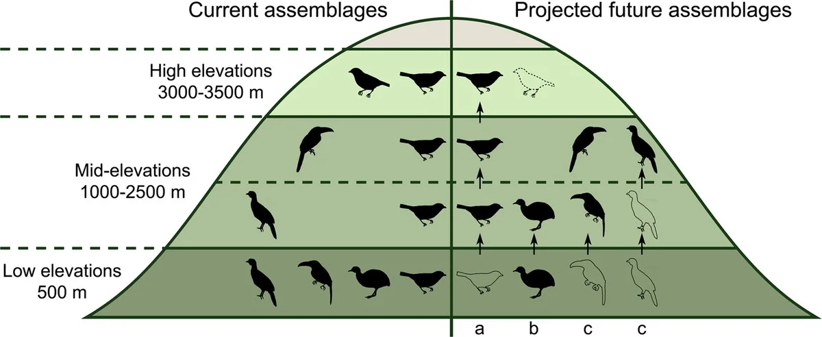 Een onverwacht signaal uit de lucht: waarom de trekvogels plotseling hun vaste routes wijzigen - image 2