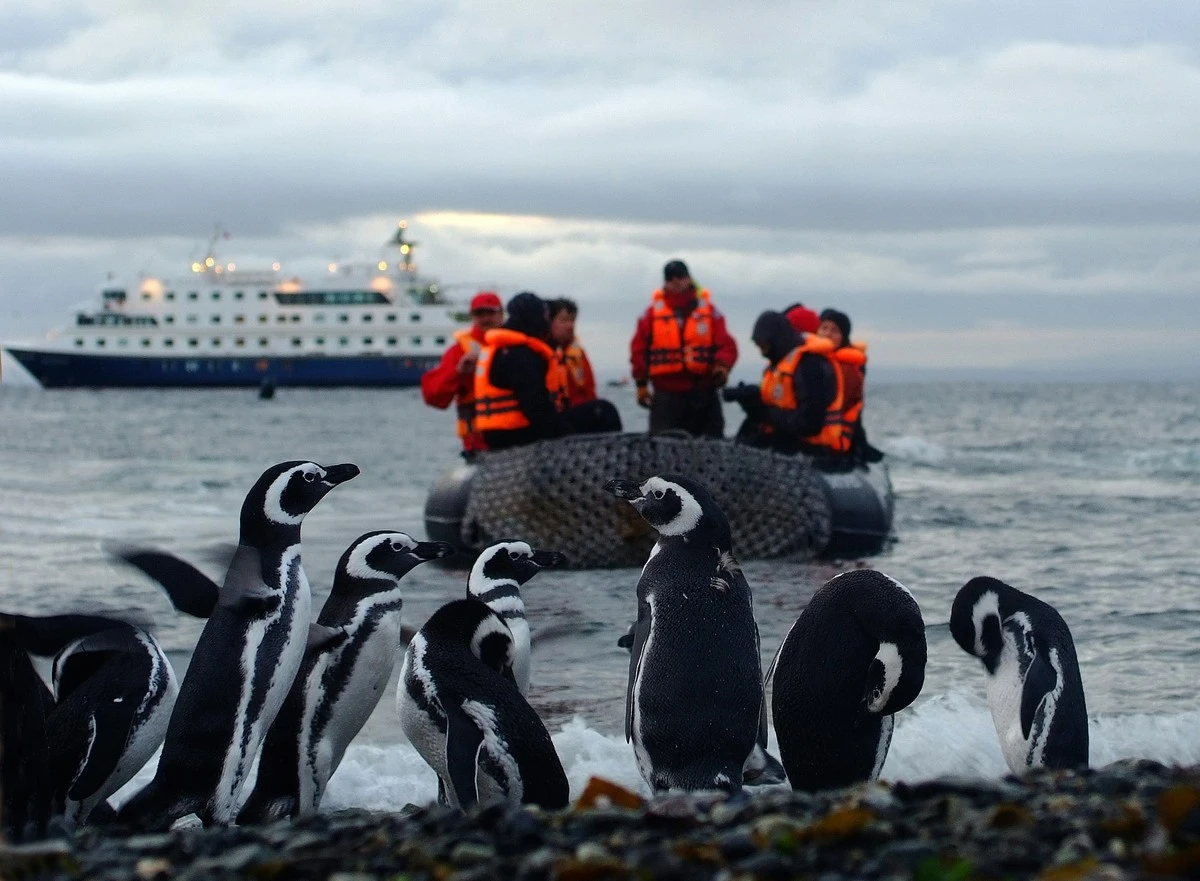 dezewetenschapp-extra-1.webp Deze wetenschappers streamen de meest intieme momenten van pinguïnouders live naar je scherm - image 1