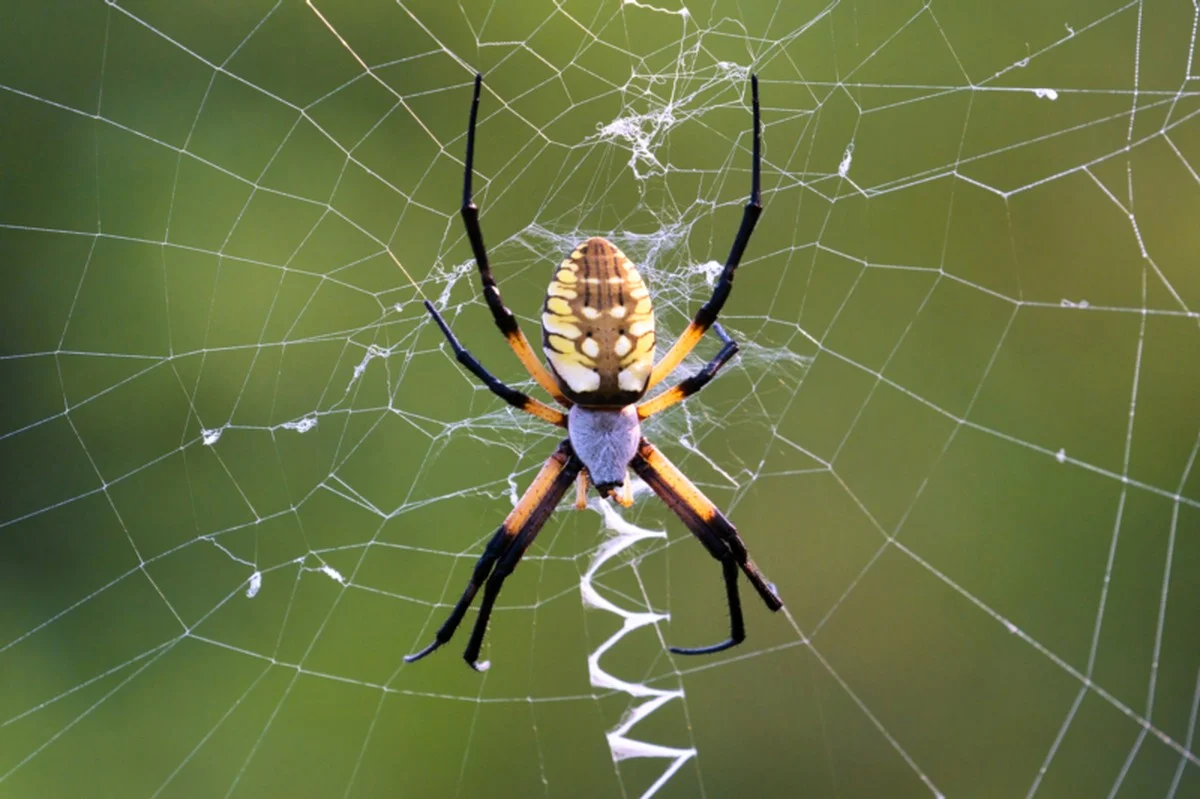 Deze opvallende spin uit Azië verovert nu ook Maryland: experts noemen het een 
