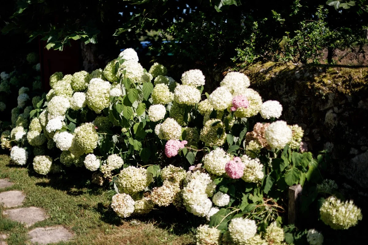 De Cuphea: de groenblijvende struik die 365 dagen bloeit (zonder de aandacht van petunia’s) - image 1