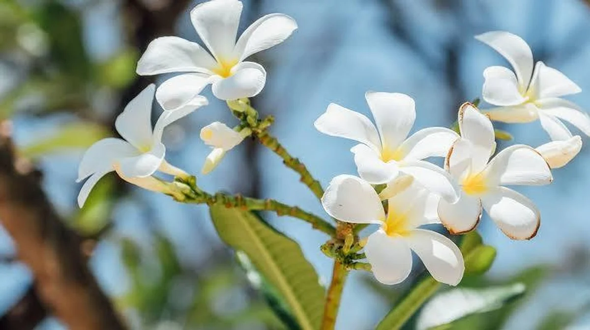 De 4 jasmijnsoorten waarvan de geur je hele straat overneemt