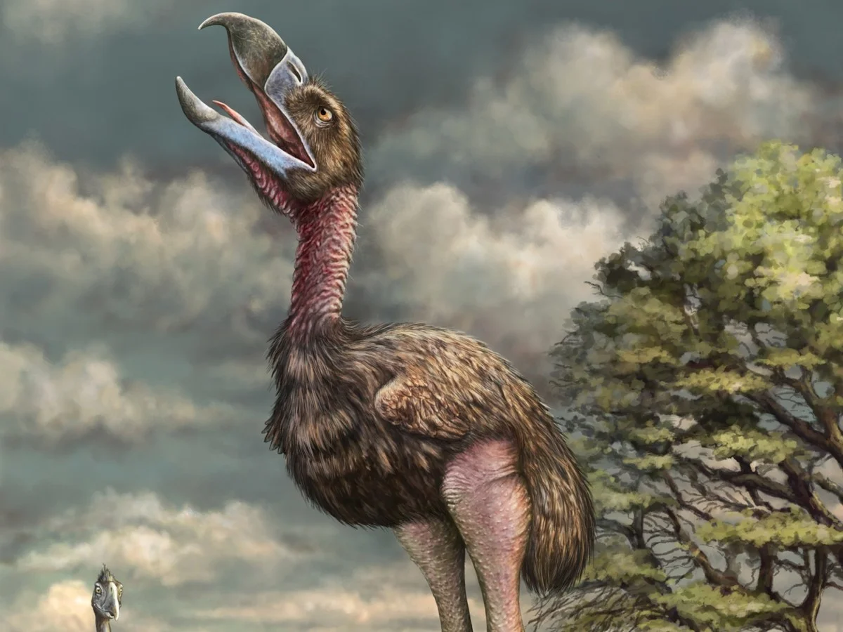 de35meterhogemo-extra-1.webp De 3,5 meter hoge Moa: hoe experts een 600 jaar uitgestorven vogel willen terugbrengen - image 1