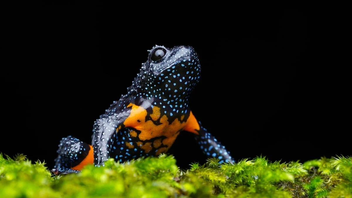 Waarom het 'onschuldige' vastleggen van deze kikker leidde tot zijn lokale uitsterven