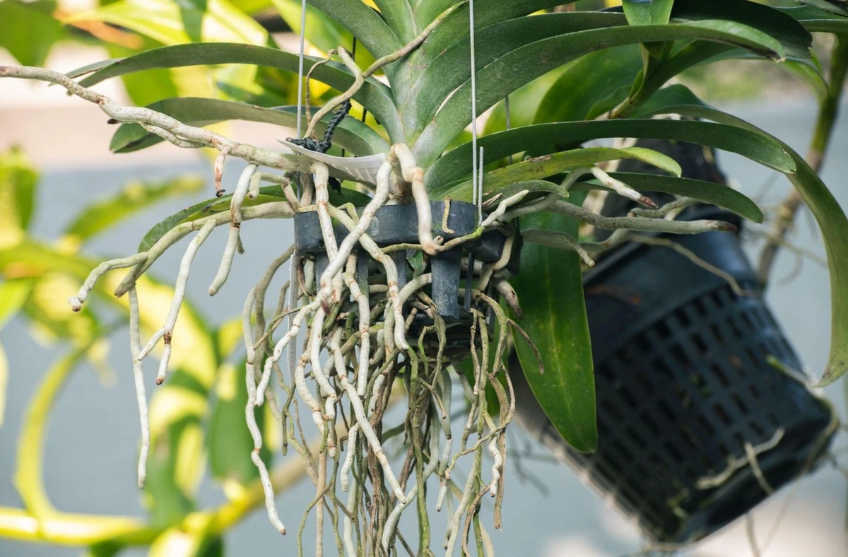 De beste februar-trick om je orchidee direct nieuwe bloemen te laten krijgen