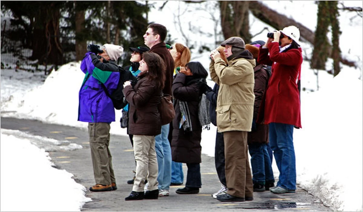 Waarom dat ene uur vogels turen in je achtertuin essentieel is voor de buurman - image 1
