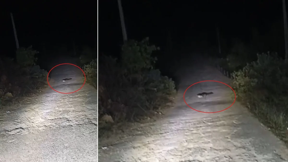 Wat je ziet op de weg als je de zaklamp aanzet: de verrassing uit Telangana