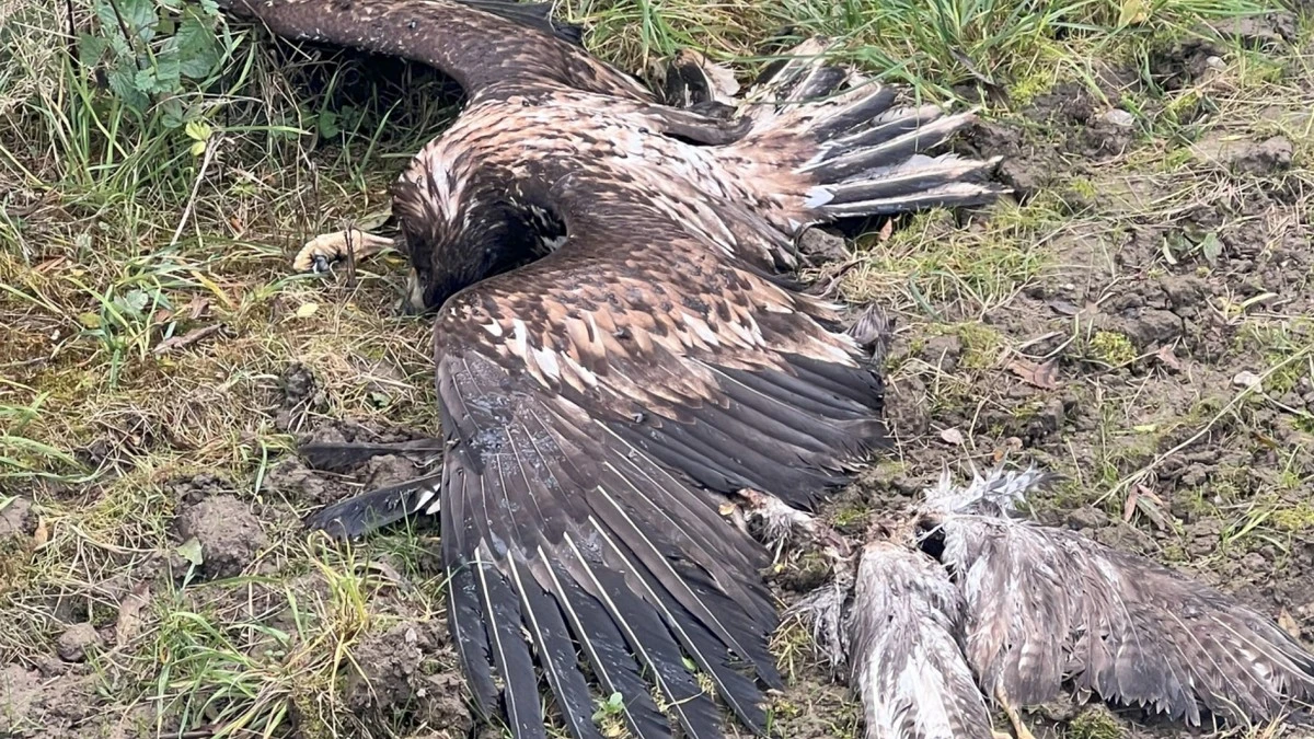 Waarom experts de verboden gifstof carbofuran verwachten bij dode roofvogels