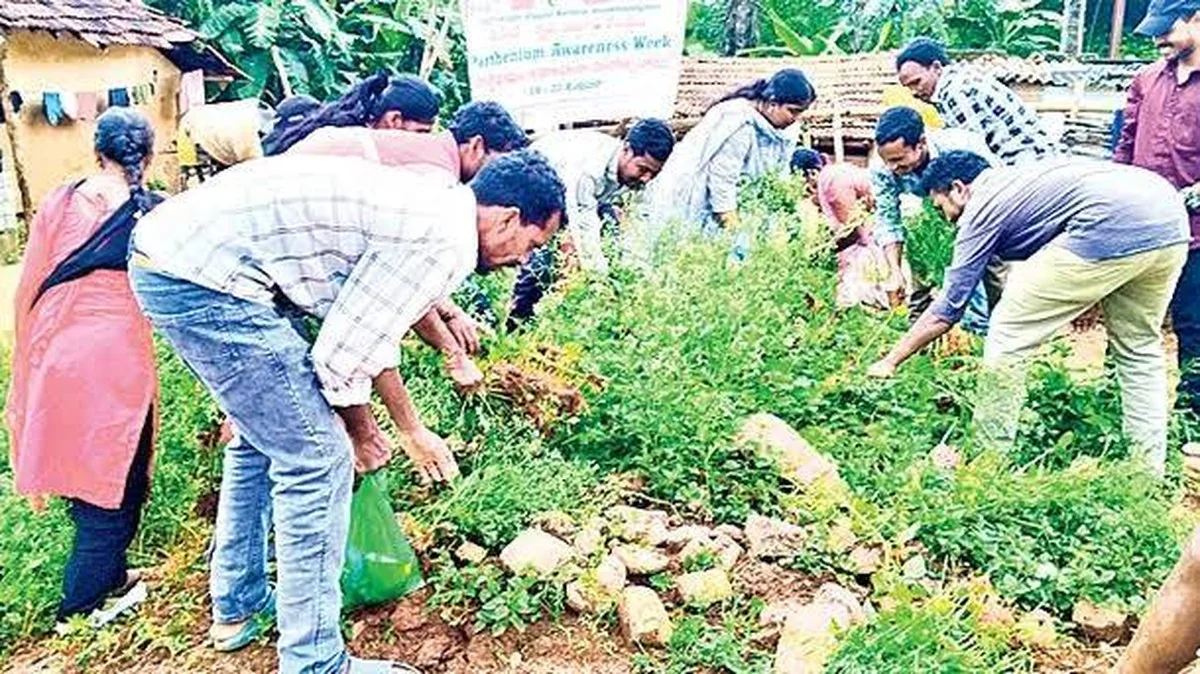 Waarom ervaren boeren dit onopvallende onkruid direct na de bloei verwijderen