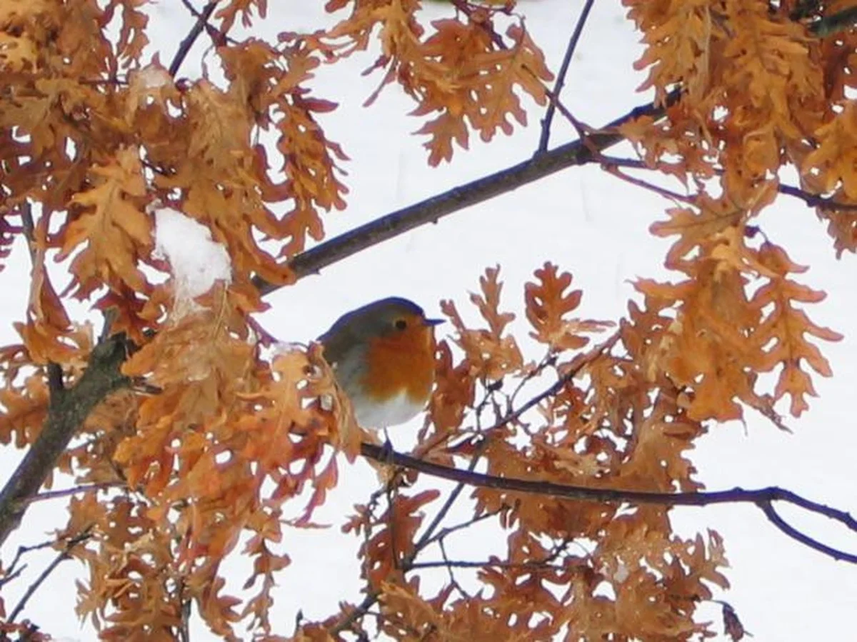 Het verborgen netwerk: waarom wetenschappers nu álle vogels in Montesinho volgen