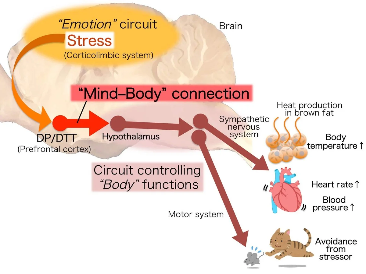 Hoe emotie je ratio voedt: de 3 hersencircuits achter flexibel denken - image 1