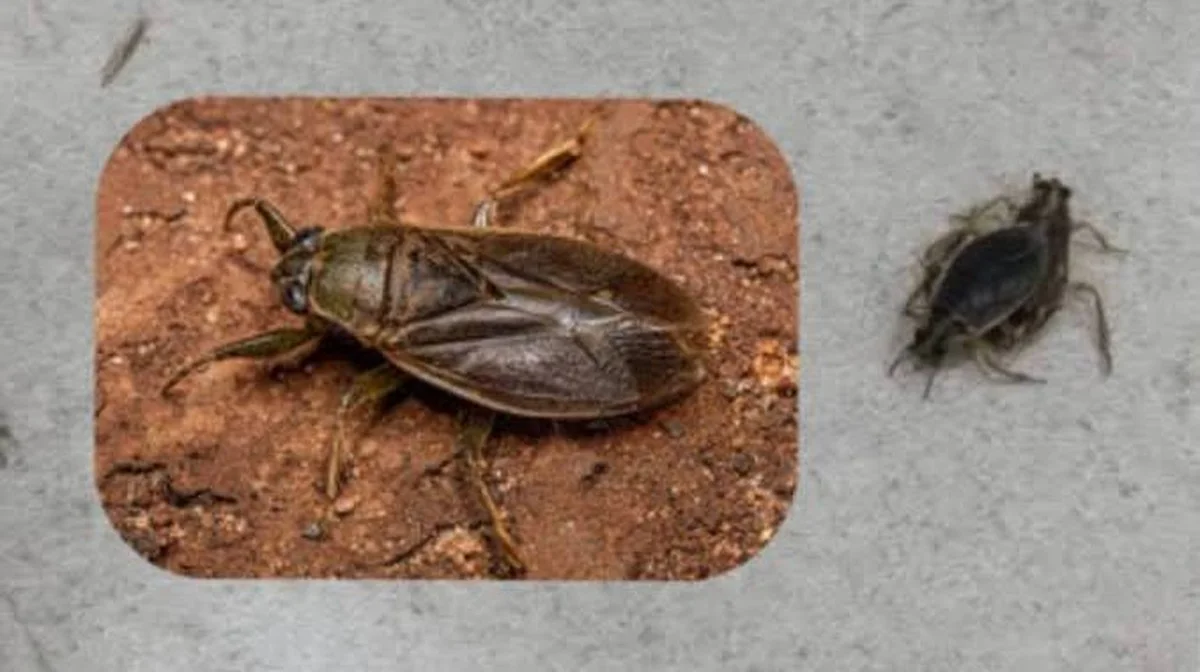 Waarom uw balkon plotseling 'overstroomt' met waterloper-insecten (en wanneer ze weer verdwijnen)