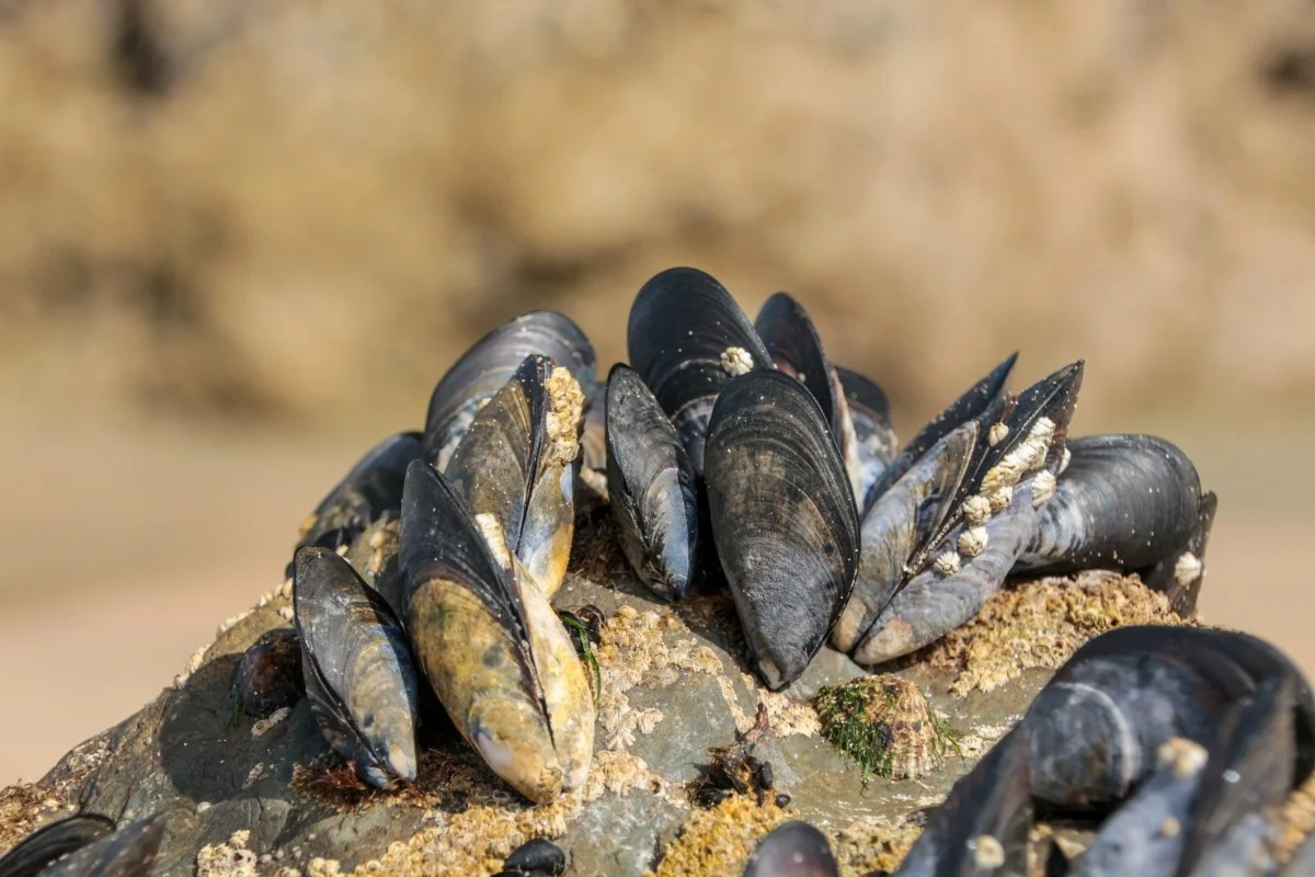Onverwachte plaag: hoe de ‘gouden mossel’ een Amazone-rivier al jaren eerder overneemt dan wetenschappers dachten